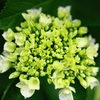 花火のように・・・
