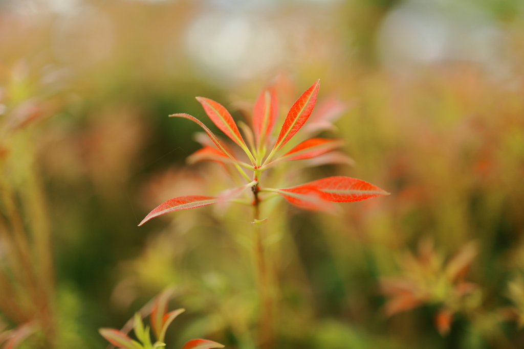 線香花火・・・