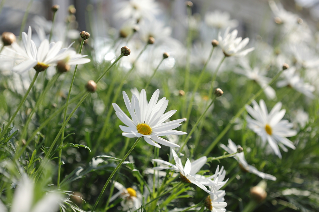 マーガレット・・・