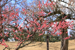 咲き始めました・・・