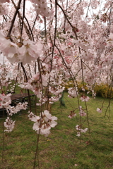 枝垂桜・・・