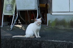 日陰でまったり・・・