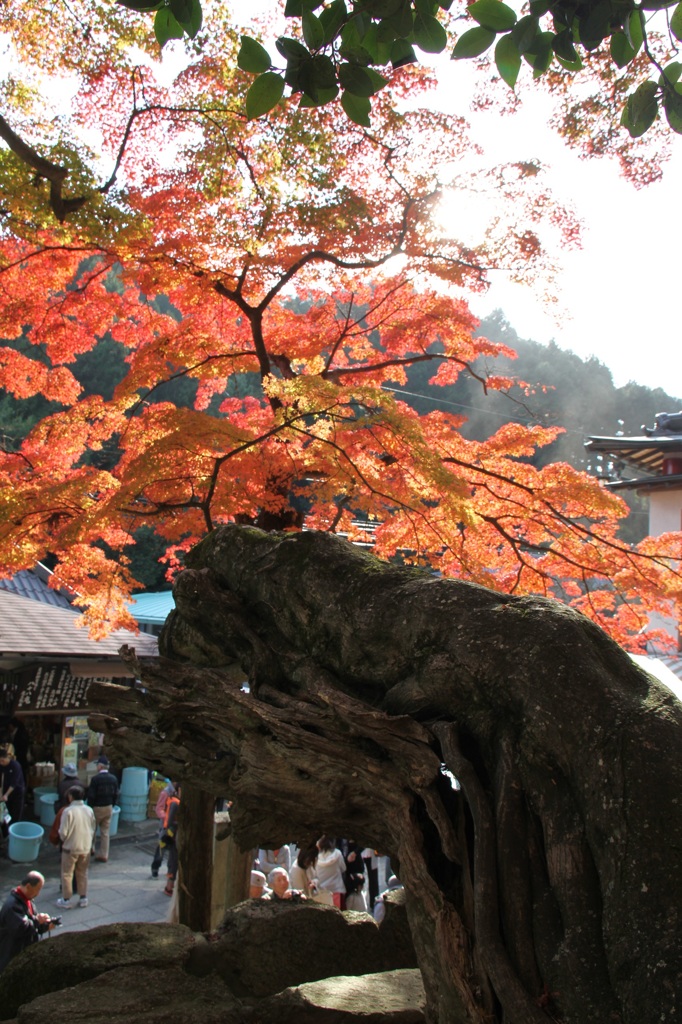 大きな木の先はキレイな紅葉！