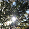 お散歩写真・・・⑤