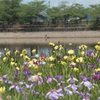 菖蒲⑥