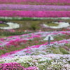 芝桜・・・！　④
