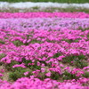 芝桜・・・！　②