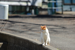 お日さん気持ちいい・・・