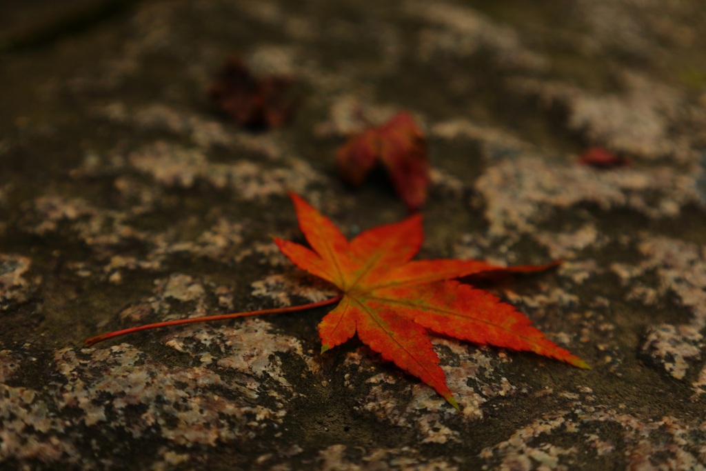 ポツンと紅葉・・・