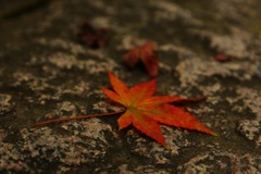 ポツンと紅葉・・・