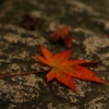 ポツンと紅葉・・・