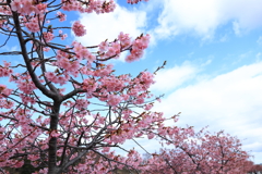 早春の彩り・・・