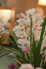 シンビジウム・・・②