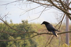 CROWS