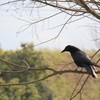 CROWS