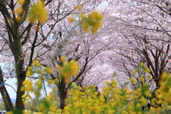 春色・・・