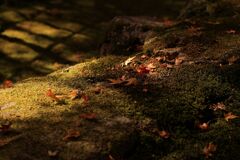 暖かい秋の日差し・・・