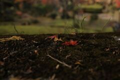 落ちても可愛く美しく・・・