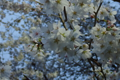 仕事帰りに見た桜・・・