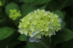 紫陽花①