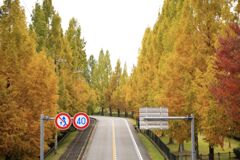 色づく並木道・・・