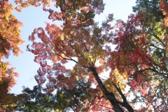 秋空に映える紅葉