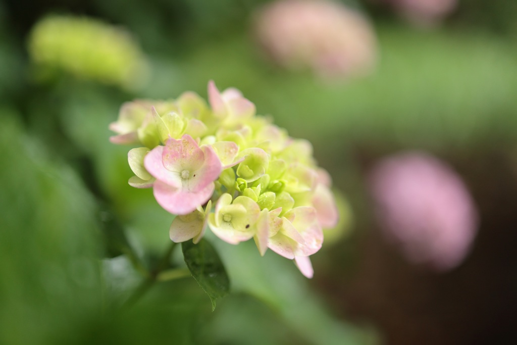 雨でも爽やかに・・・