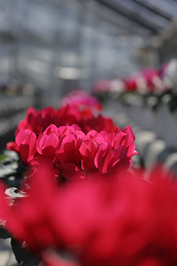 Ｒｅｄ・・・