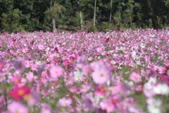 秋桜