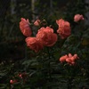 薔薇・・・②