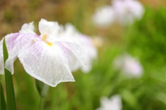 露花・・・