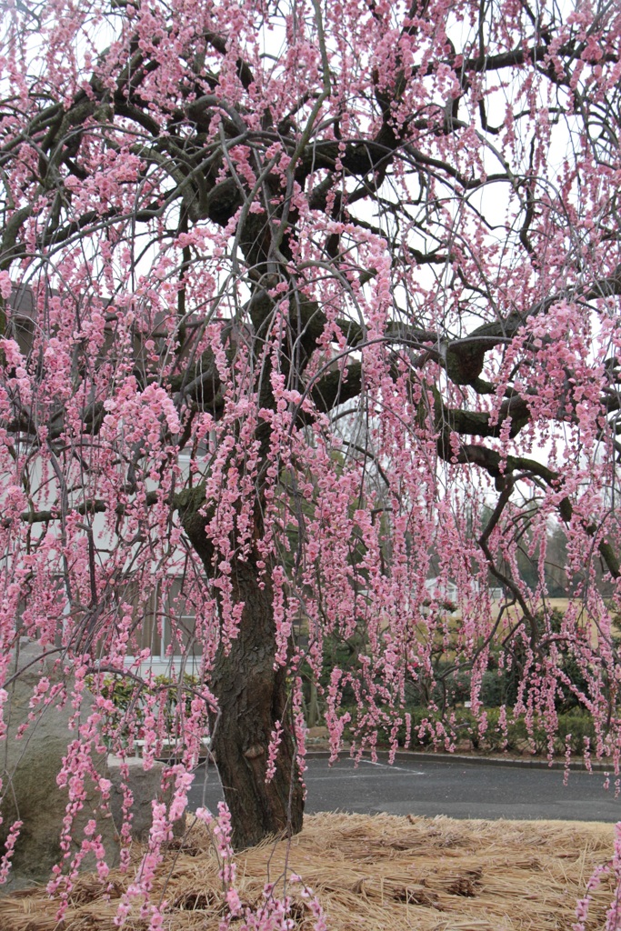 春を求めて・・・①