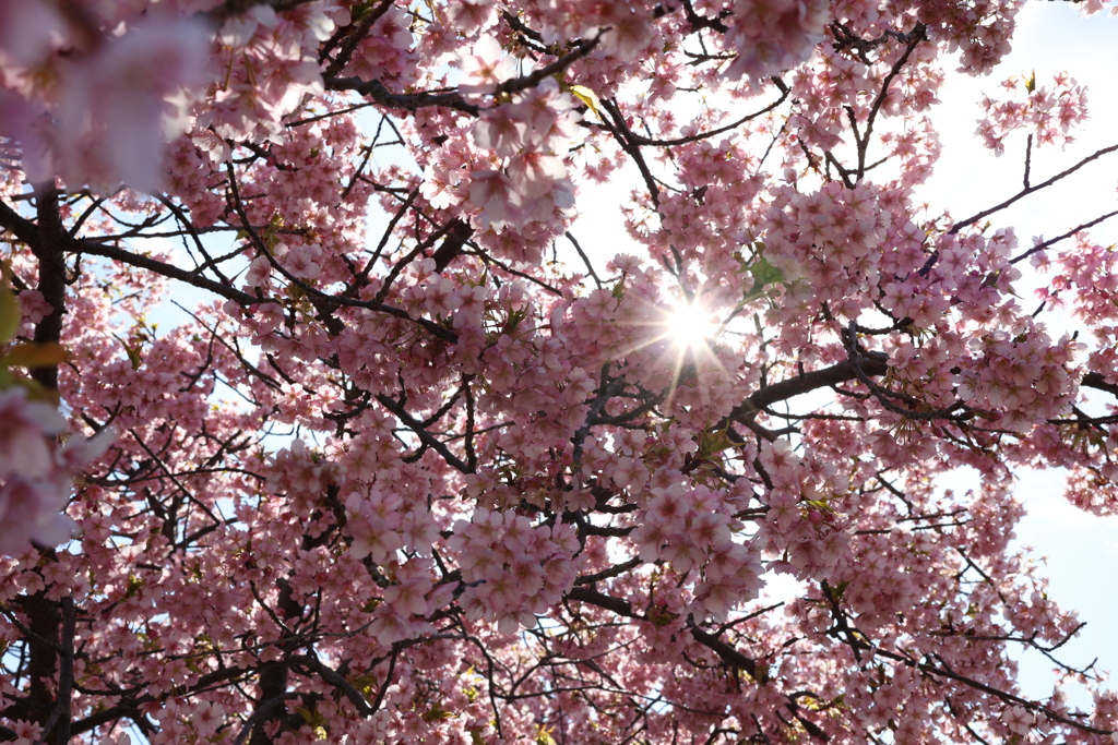 河津桜・・・⑦