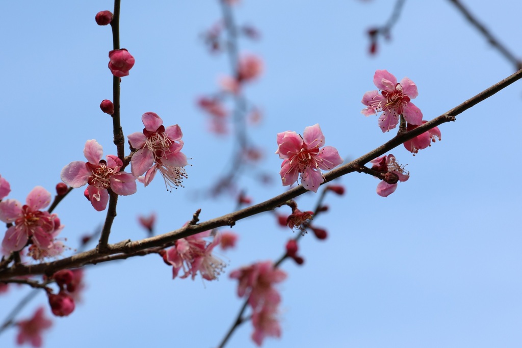 青空に映えて・・・②