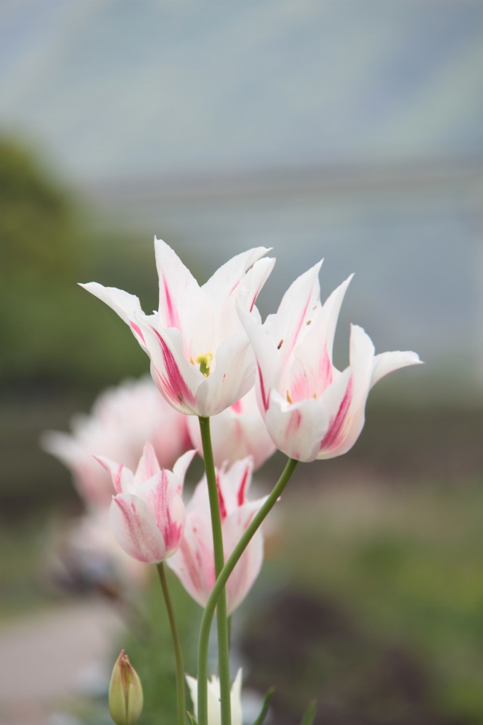 花束風に・・・