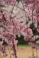 しだれ桜