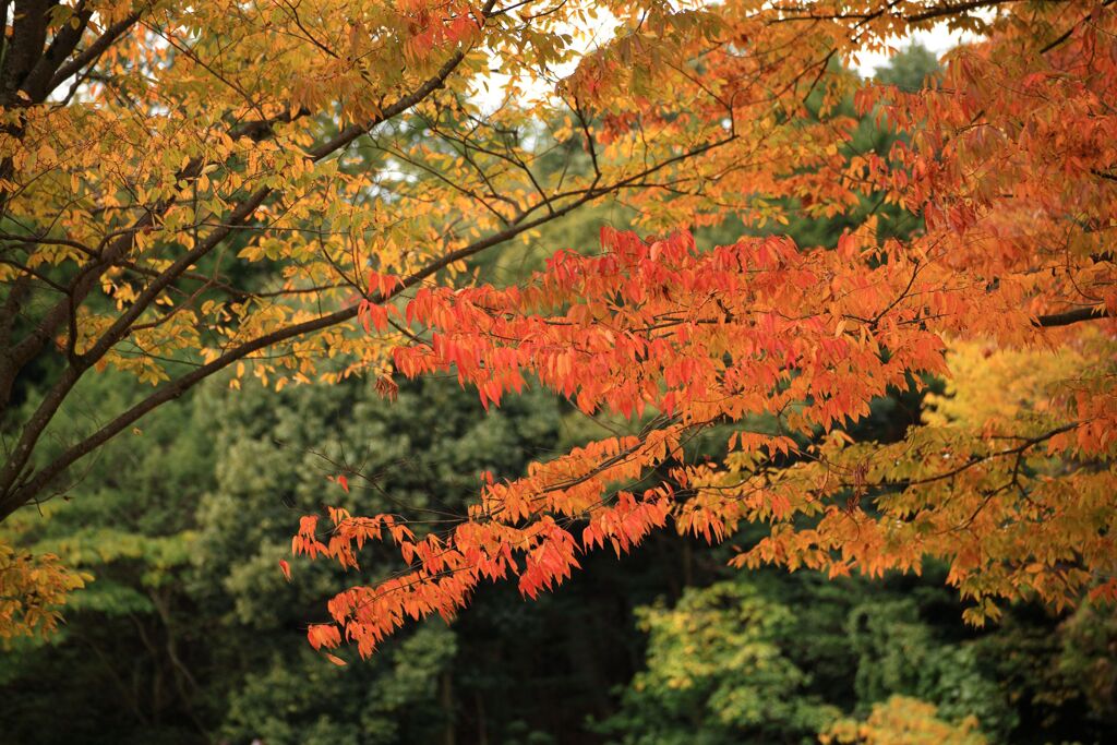深まる秋・・・