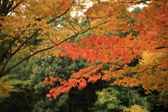 深まる秋・・・