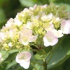 紫陽花②