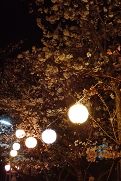 夜桜・・・