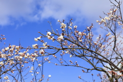 満開を楽しみに・・・