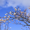 満開を楽しみに・・・