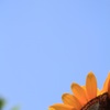夏空③