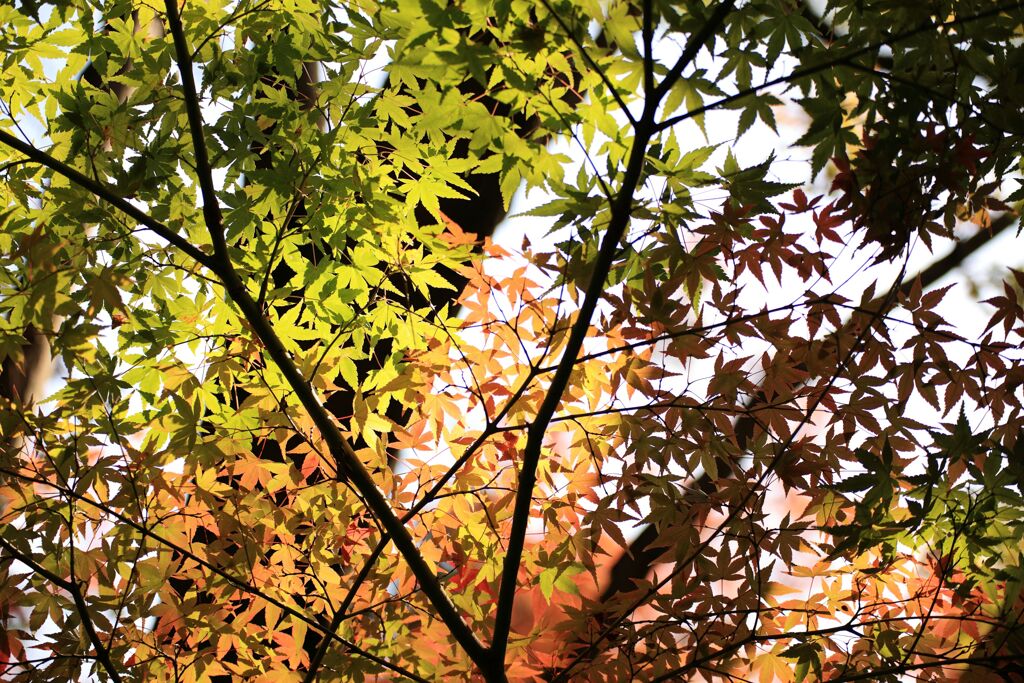 パステルカラー・・・