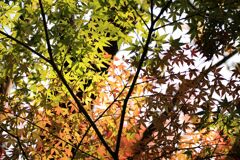 パステルカラー・・・