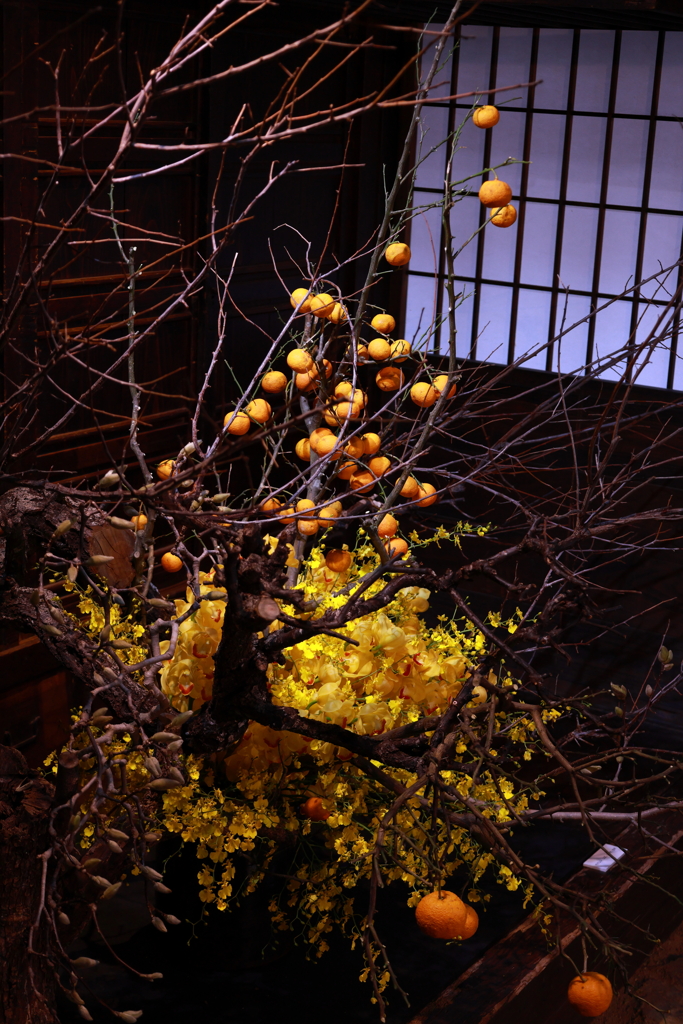 古民家と洋ラン・・・⑤