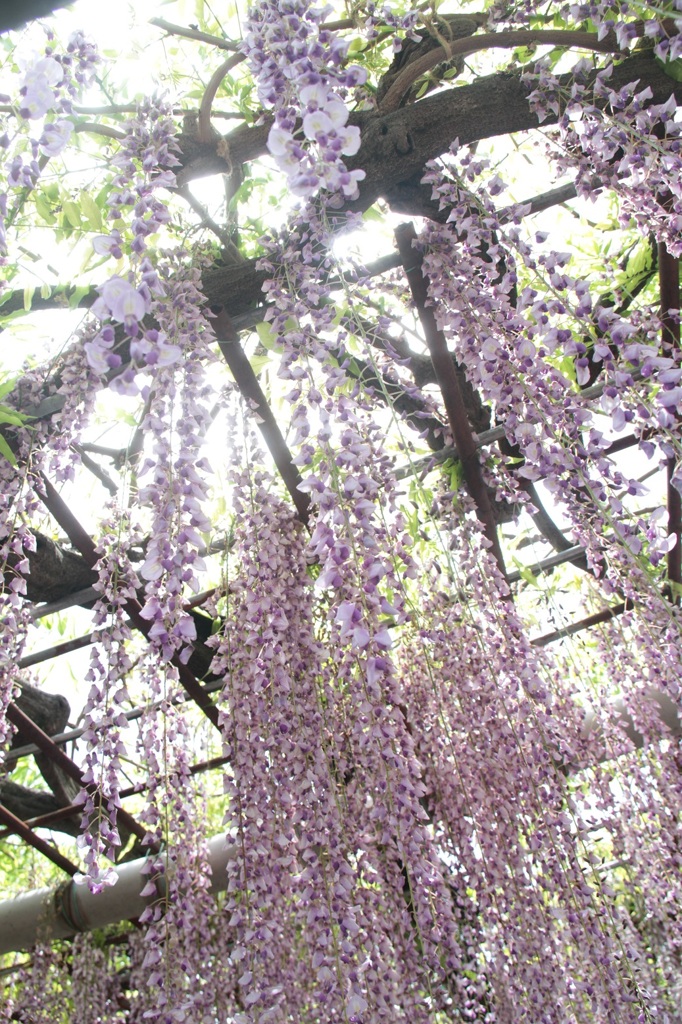 ローアングル・・・