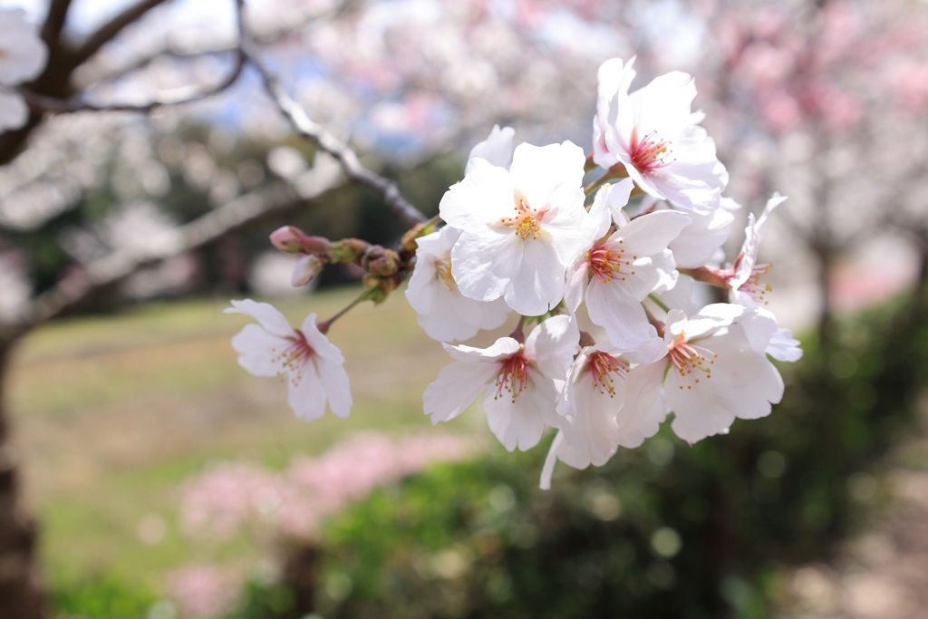春陽・・・
