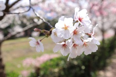 春陽・・・