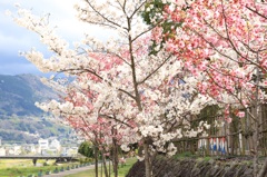 桜のある風景